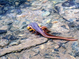 Deb informs us that this male newt is doing it all wrong—they should be in a ball (Taricha torosa)