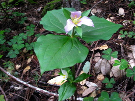 A pair of trilliums (Trillium ovatum)