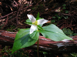 I've never seen so many trilliums! (Trillium ovatum)