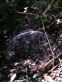 A dome-shaped spiderweb catches the morning rays