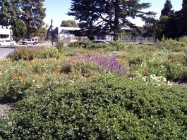 Nice California native wildflower display at Ames