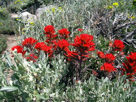 Giant red paintbrush (Castilleja miniata)