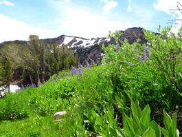 And more wildflowers!