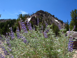 More flowers surround one of the knobs in the loop trail