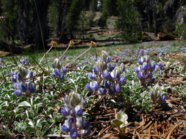 Fields of brewer's lupine (Lupinus breweri)