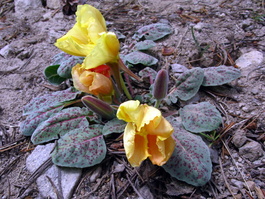 The rare woody-fruited evening primrose (Oenothera xylocarpa)