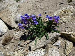 Due to the late snowfall, it was still wildflower season for us