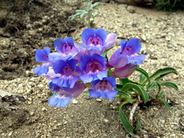 Some more showy penstomens (Penstemon speciosus)