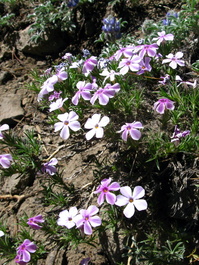 Spreading phlox (Phlox difusa)