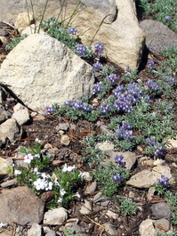 More spreading phlox and brewer's lupine nestled in the rocks