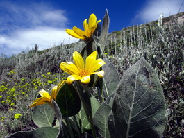 Woolly mule's ears (Wyethia mollis)