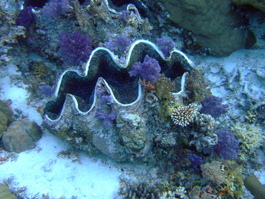 One of several giant (1 meter across) clams that we saw--note how the corals grow on the shells (Photo by Mark Harrison)