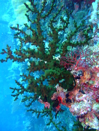 Funky green coral or sponge? (Photo by Mark Harrison)