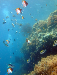 A colorful potpourri of reef fish including the sergeant major and pyramid butterflyfish (Photo by Mark Harrison)