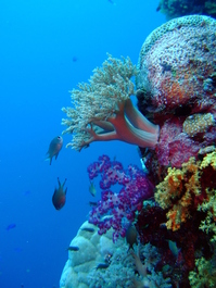 Lots of soft corals (Photo by Mark Harrison)