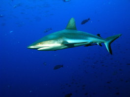 Shark! (Photo by Hector Manglicmot)