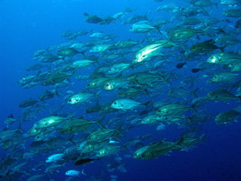 Jacks or trevallies (same genus) (Photo by Hector Manglicmot)