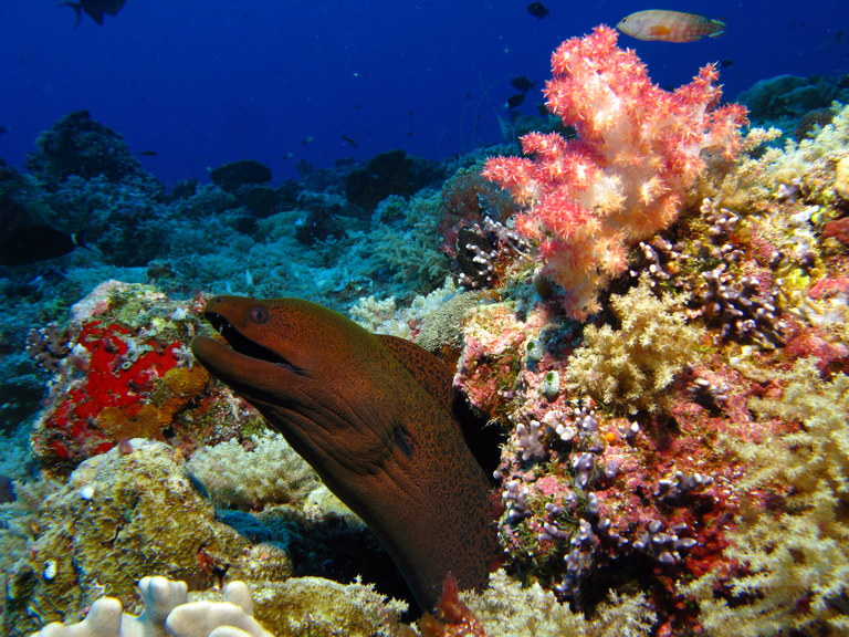 Fish, Mostly, Palau—February, 2012