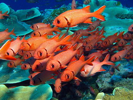 Squirrel fish (Photo by Hector Manglicmot)