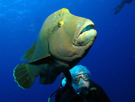 Note the beautiful coloring on the Napolean wrasse (Photo by Hector Manglicmot)