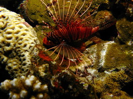 The lionfish, which are native here, are much smaller than the invasive ones in the Caribbean that lack the predators they have here (Photo by Hector Manglicmot)