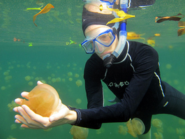 Lori contemplates the evolutionary changes wrought by the falling seas that trapped these jellies in the lake, without their ancestral food source (Photo by John Schwind)