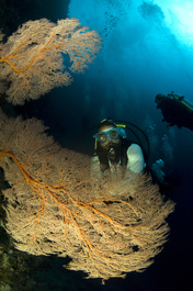 Rafa poses behind a sea fan (Photo by John Schwind)