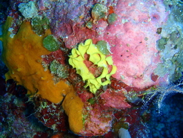 Nudibranch eggs (Photo by Wendy Wood)