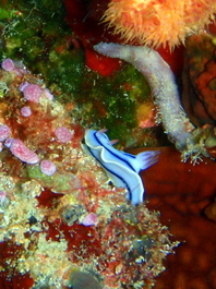 Nudibranch (Photo by Wendy Wood)