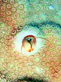 Cute little crab--about 1 cm across--nestled in a coral (Photo by Wendy Wood)