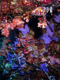 Blue sponges (Photo by Wendy Wood)