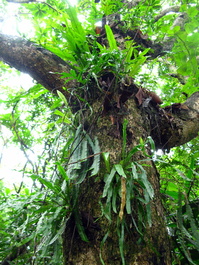 Epiphytes grow rampant here