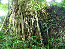 Crazy ficus roots