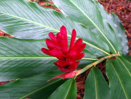 One of many nice (unidentified) flowers on the hike