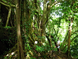 Lori counts the ficus roots