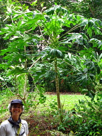 Lori identifies our breakfast of papaya