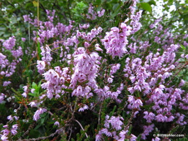 Heather abounds (Calluna vulgaris)