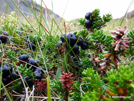 Edible crowberry (Empetrum nigrum)