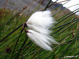 Cotton flower (Eriophorum scheuchzeri)