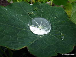 A nasturtium leaf captures a large water droplet