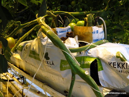 A bag of dirt (and drip irrigation) is enough for these three tomato plants