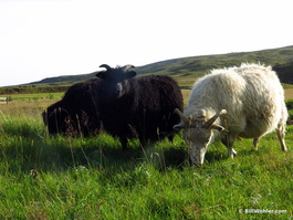 Yes, there are lots of sheep in Iceland