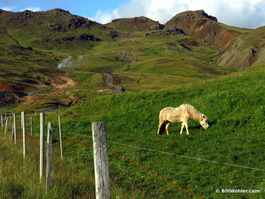 An Icelandic horse (with long tail)