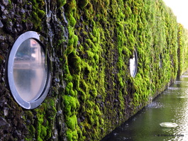 Mossy wall of the city hall