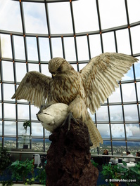 Stuffed bird of prey inside the Perlan