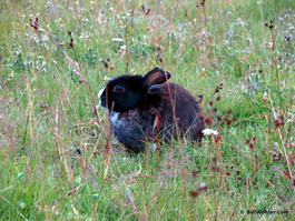 A rabbit trying not to be seen