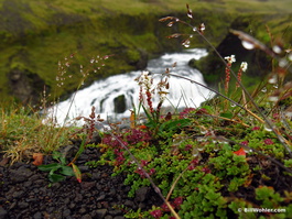 The raindrops gathered on the plants and grasses