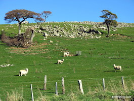 Sheep on my hike in the Banks Peninsula