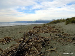 Driftwood on the beach with the Banks Peninsula in the background