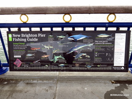 The New Brighton pier fishing guide